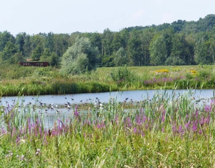 nederlandse wilde honing