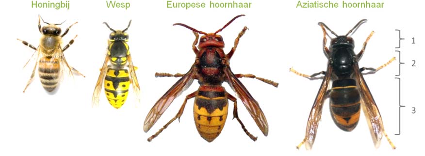 hoornaar wesp