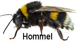 hommel
