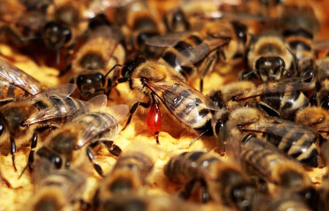 honingbij met propolis aan de poot