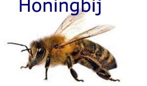 honingbij