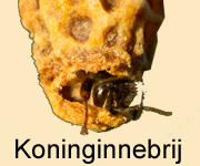 koninginnebrij