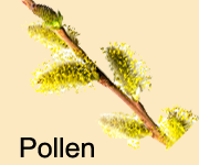 pollen