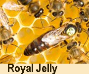 royal jelly