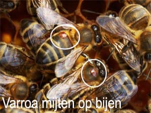 varroa op de bij