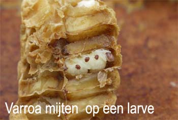  varroa op een larve