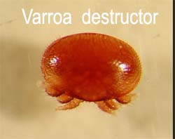 varroa-destructor