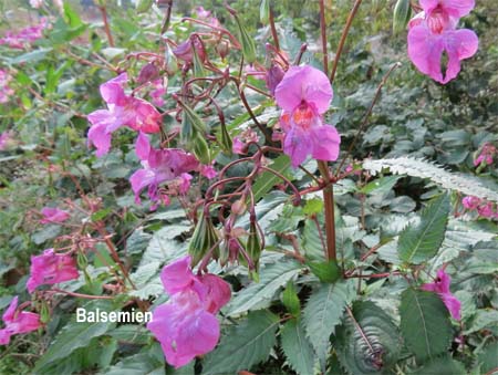 balsemien-vloeibare-honing