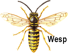wesp